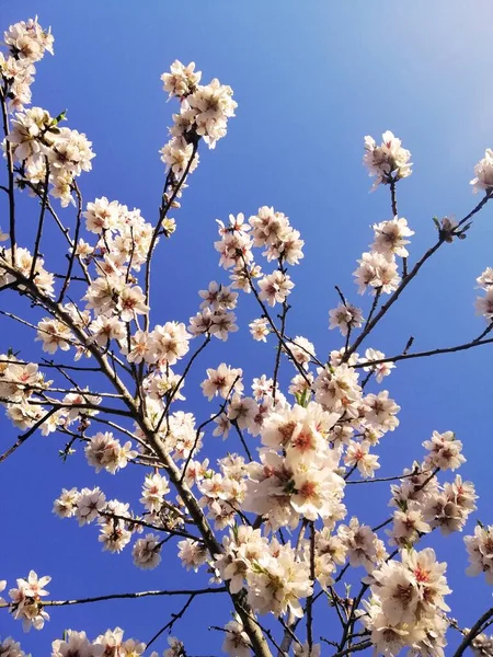 Primer Plano Hermosas Flores Blancas Almendros Cielo Azul — Foto de Stock