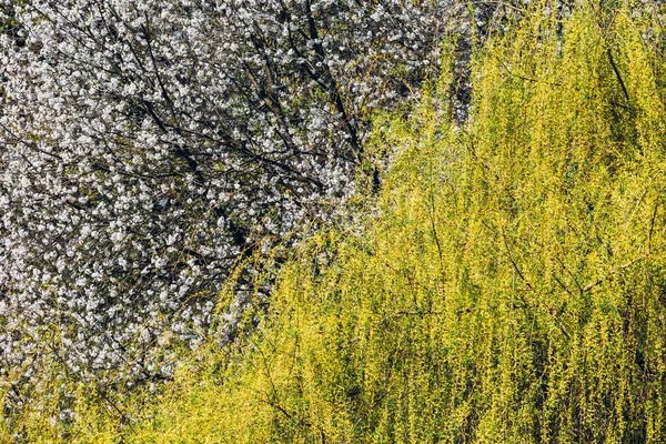 ザグレブのMaksimir公園で春の間に木々や緑のクローズアップショット — ストック写真