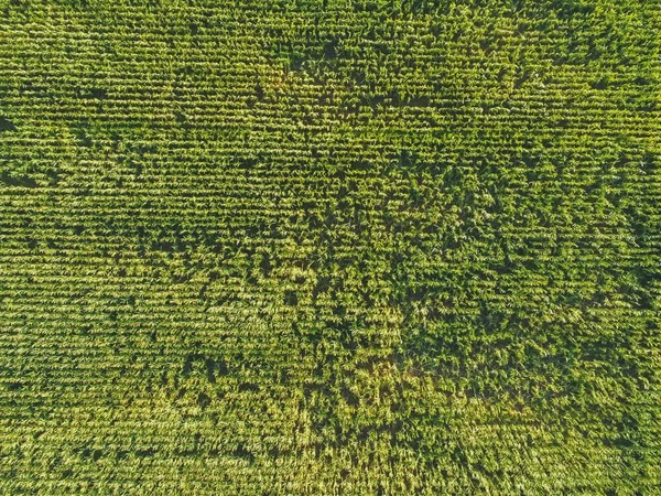 Аэросъемка Травянистого Поля Днем Галисии Испания — стоковое фото