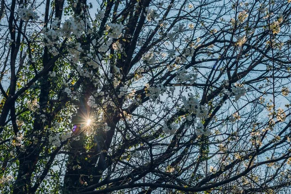 Close Árvores Vegetação Parque Maksimir Zagreb Croácia Durante Primavera — Fotografia de Stock