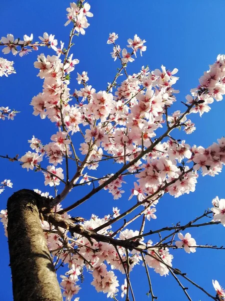 Badem Ağaçlarındaki Güzel Beyaz Çiçeklerin Mavi Gökyüzünün Yakın Çekimi — Stok fotoğraf
