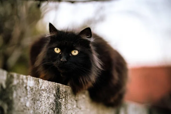 Gato Negro Salvaje Con Ojos Verdes Fondo Borroso —  Fotos de Stock