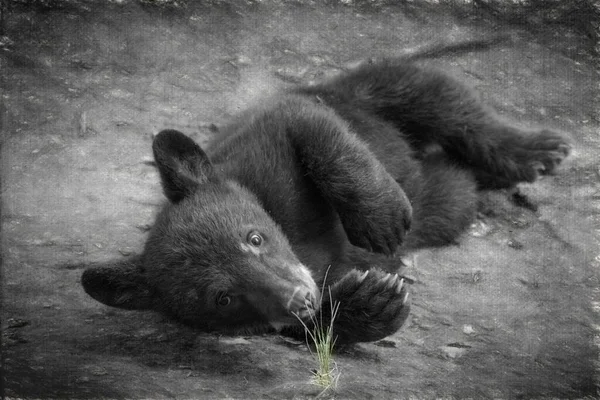 Pequeno Urso Preto Bonito Deitado Chão — Fotografia de Stock