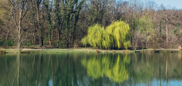 Zbliżenie Drzewa Jeziora Parku Maksimir Zagrzebiu Chorwacja Wiosną — Zdjęcie stockowe