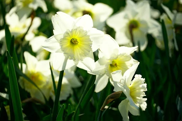 Closeup Paperwhite Narcissus Field Sunlight Blurry Background — Stock Photo, Image
