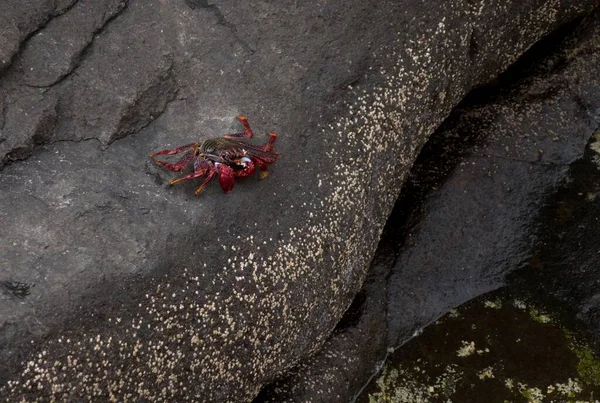 A closeup shot of a red crab on a big stone
