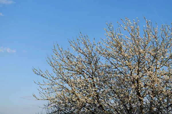 春に白い花と青い空の木 — ストック写真