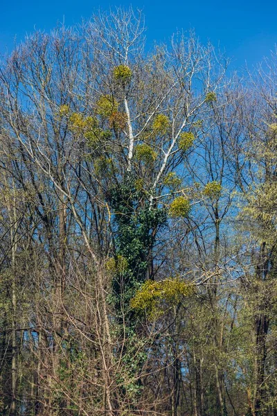 Függőleges Felvétel Fák Növényzet Maksimir Park Zágráb Horvátország Tavasszal — Stock Fotó