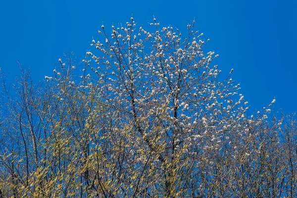 Eine Nahaufnahme Von Bäumen Unter Blauem Himmel Maksimir Park Zagreb — Stockfoto