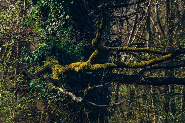 Közelkép Fák Növényzet Maksimir Park Zágráb Horvátország Tavasszal — Stock Fotó