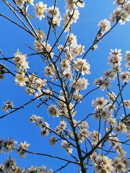 아몬드 나무와 하늘에 아름다운 꽃들의 꽃봉오리 — 스톡 사진