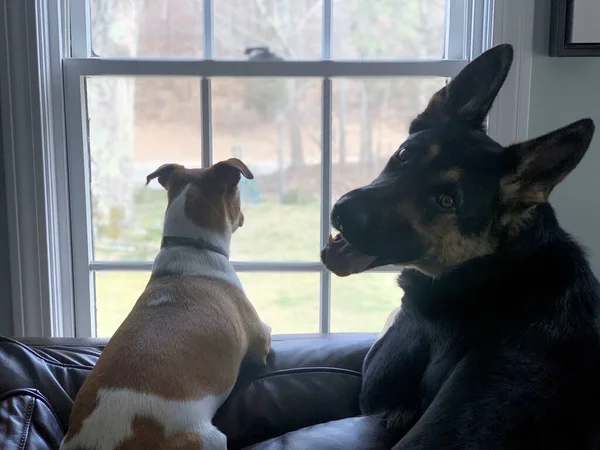 Een Close Van Een Jack Russell Een Duitse Herder Liggend — Stockfoto