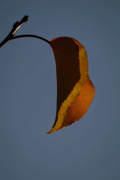 Primer Plano Vertical Una Hoja Naranja Cielo Azul —  Fotos de Stock