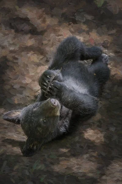 Pequeno Urso Preto Bonito Deitado Chão — Fotografia de Stock