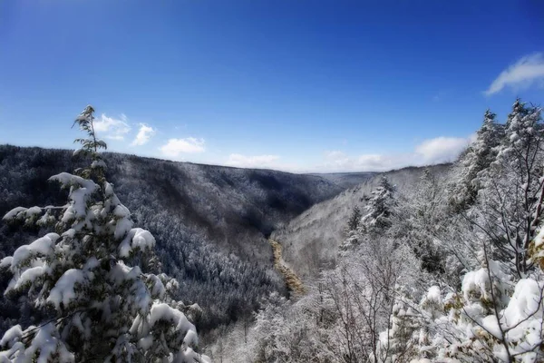 Een Prachtig Shot Van Beboste Bergen Bedekt Met Sneeuw Onder — Stockfoto
