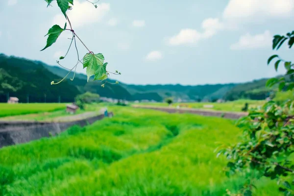 Яркие Зеленые Деревья Сельской Местности Японии — стоковое фото