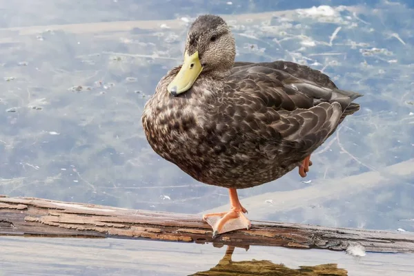 Eine Schöne Aufnahme Der Ente Wasser Des Sarsaparilla Trail Bells — Stockfoto