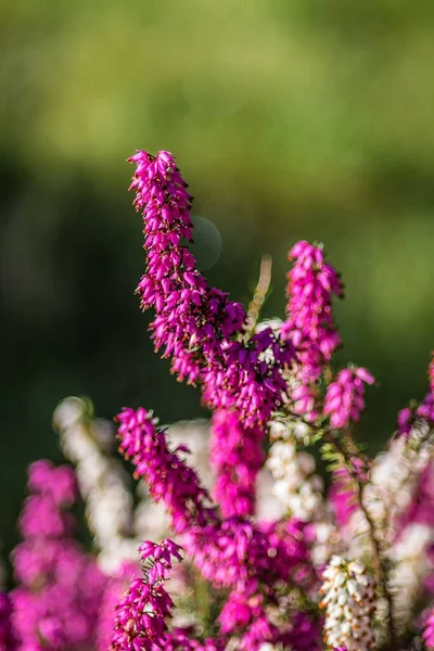 Les Belles Fleurs Violettes Dans Jardin — Photo