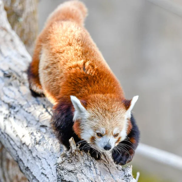 珍しい種の赤いパンダが木の下に登り — ストック写真