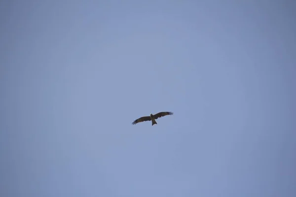 Ein Tiefflug Eines Vogels Der Einem Klaren Blauen Himmel Fliegt — Stockfoto