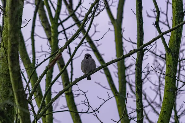 Pássaro Sentado Galho Árvore Durante Amanhecer — Fotografia de Stock