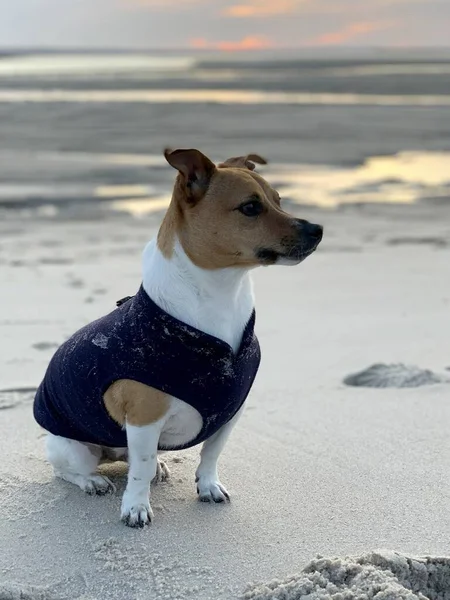 Primer Plano Vertical Hsot Lindo Jack Russell Traje Azul Sentado —  Fotos de Stock