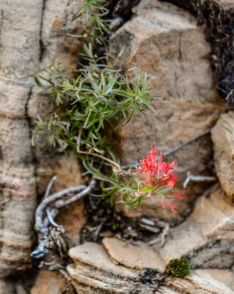 Eine Vertikale Nahaufnahme Einer Roten Und Grünen Pflanze Die Zwischen — Stockfoto