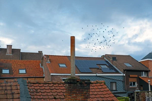 Bir Grup Kuş Evlerin Çatılarında Uçuyor — Stok fotoğraf