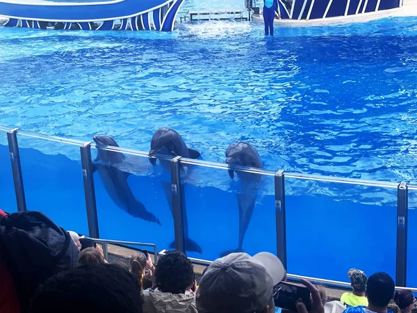 イルカを見ている観客の高い角度のショット — ストック写真