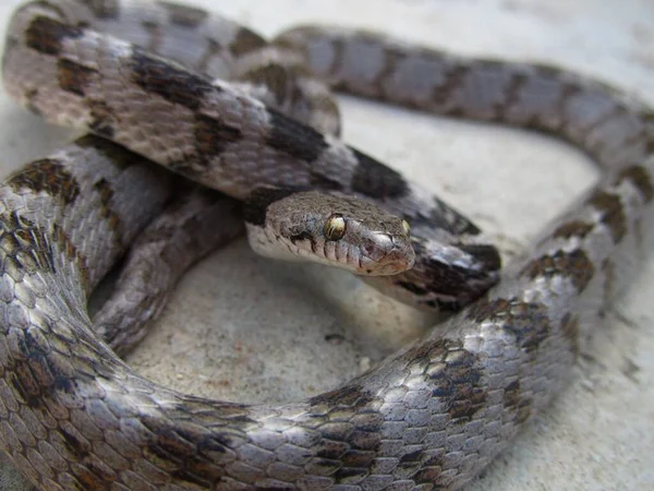 Closeup Shot European Soosan Cat Snake Crawling Ground Malta — Stock Photo, Image