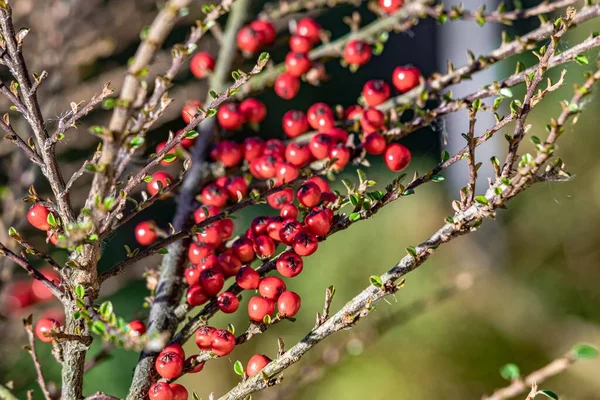 Een Close Shot Van Rode Aalbessen Boom — Stockfoto