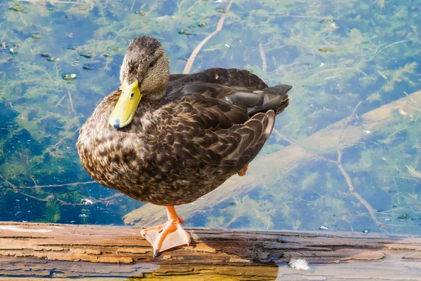 Eine Schöne Aufnahme Der Ente Wasser Des Sarsaparilla Trail Bells — Stockfoto