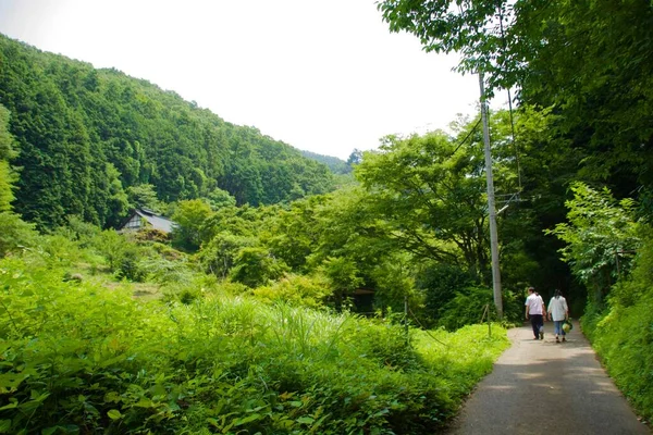 Pohon Hijau Terang Sisi Negara Jepang — Stok Foto
