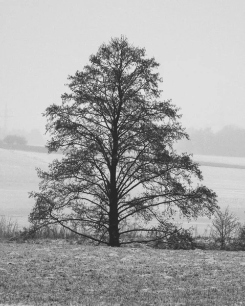 나무의 수직면 — 스톡 사진