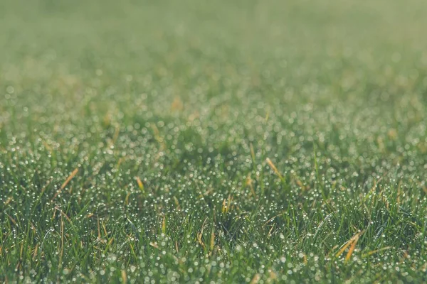 Zbliżenie Ujęcia Zielonego Trawnika Pod Słońcem — Zdjęcie stockowe