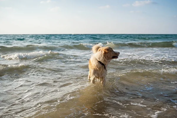 Крупный План Милой Белой Собаки Играющей Воде Моря — стоковое фото