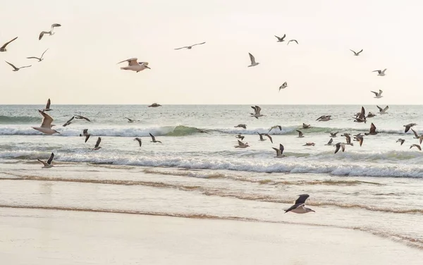 Gli Uccelli Volano Bassi Sopra Spiaggia Del Mare Durante Giorno — Foto Stock