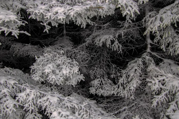 Graustufenaufnahme Von Bäumen Die Winter Mit Schnee Bedeckt Sind — Stockfoto