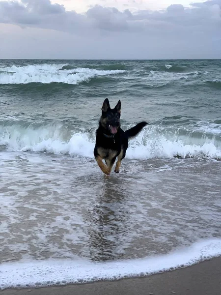 Eine Vertikale Aufnahme Eines Schäferhundes Der Wasser Des Meeres Läuft — Stockfoto