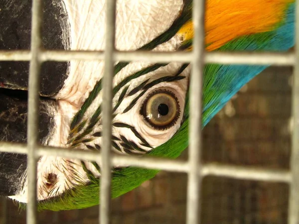 Closeup Shot Blue Yellow Macaw Cage Ara Ararauna — Stock Photo, Image