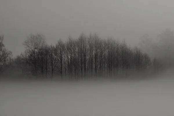 Cliché Niveaux Gris Arbres Sans Feuilles Entourés Brouillard Concept Horreur — Photo