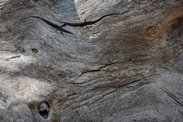 Primer Plano Del Tronco Del Árbol Perfecto Para Fondo —  Fotos de Stock