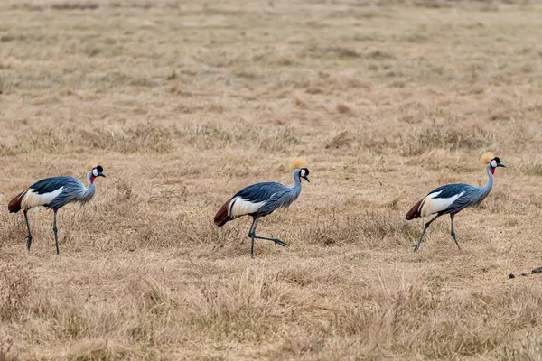 Três Guindastes Coroados Cinza Caminhando Por Campo Coberto Pela Grama — Fotografia de Stock