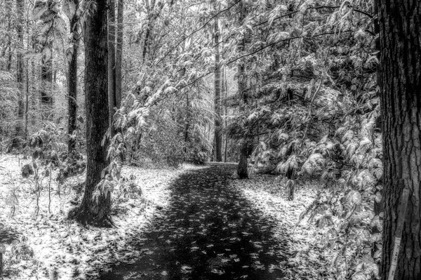 Ένα Γκρι Πλάνο Ενός Μονοπατιού Στη Μέση Ενός Χιονισμένου Δάσους — Φωτογραφία Αρχείου