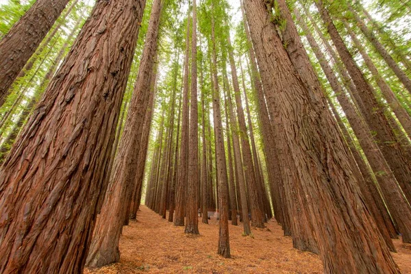 Низький Кут Пострілу Дерев Червоному Лісі — стокове фото