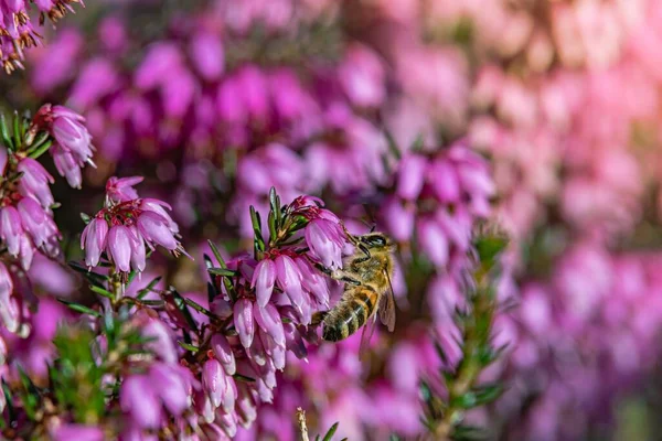 Pembe Buddleia Çiçeklerinin Bulanık Arkaplanlı Seçici Odak Çekimi — Stok fotoğraf