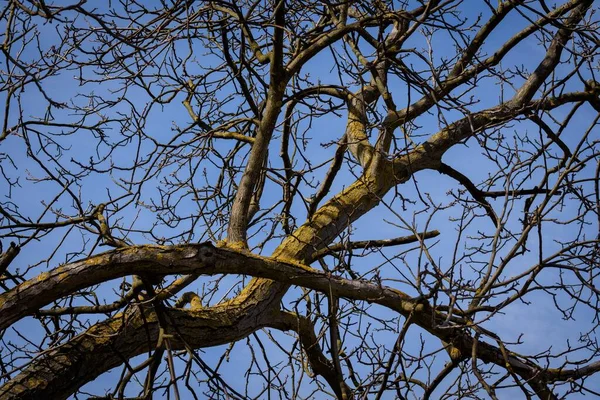 Die Äste Des Kahlen Baumes Mit Dem Blauen Himmel Hintergrund — Stockfoto