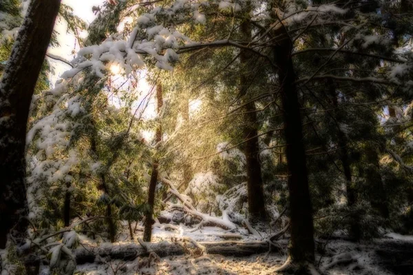 Прекрасний Знімок Лісу Сонцем Світиться Крізь Гілки — стокове фото