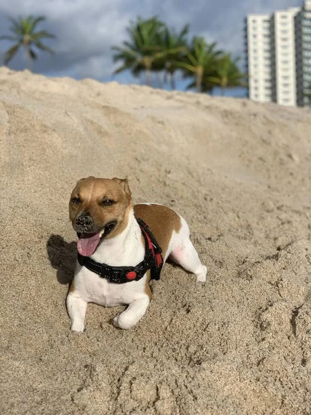 Vertical Closeup Shot Cute Jack Russell Lying Sand Beach — Stock Photo, Image