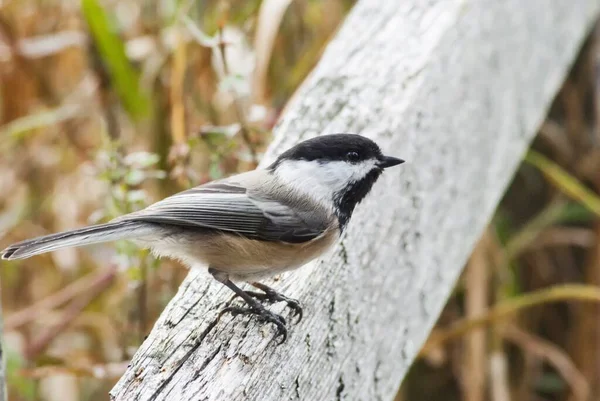 Piękne Ujęcie Ptaka Sarsaparilla Trail Stojącego Drewnie Bells Corners Ontario — Zdjęcie stockowe